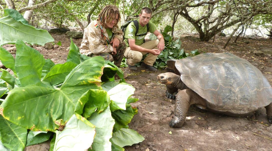A Giant Tortoise is monitored by Projects Abroad volunteers in Ecuador. Volunteers observe a Giant Tortoise at a breeding centre in the Galapagos Islands.